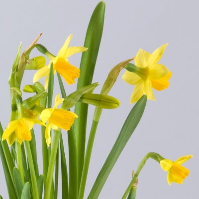 Daffodil Fields